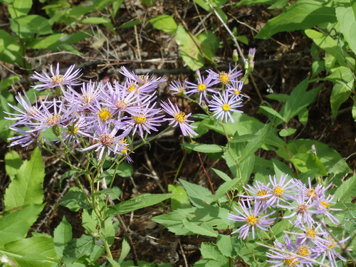 GDMBR: Purple Daisy variant.